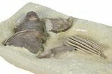 Fossil Crinoid (Macrocrinus) and Gastropods (Platyceras) - Indiana #325652-2